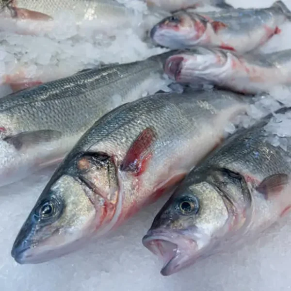 Corvina